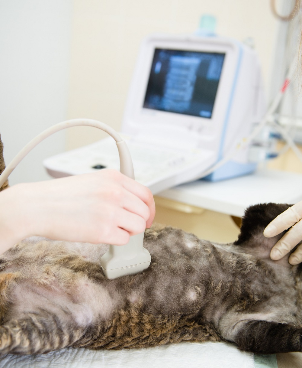 Ultrasound Tumwater, WA