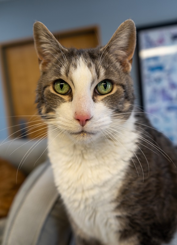 Spay and Neuter Tumwater, WA